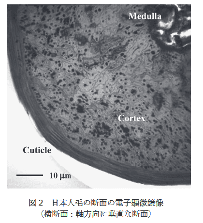 カラーリングをすると髪はどう傷む 論文からまとめ